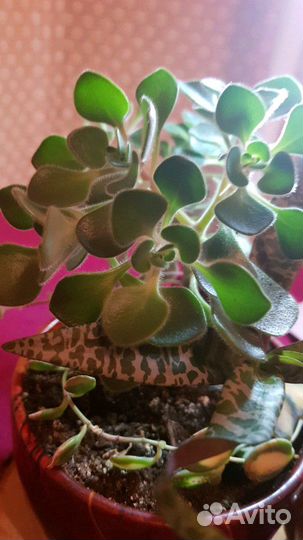 Клеродендрум вариегатный/Хлорофитум бонни/аихризон