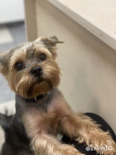 Случка той-терьер