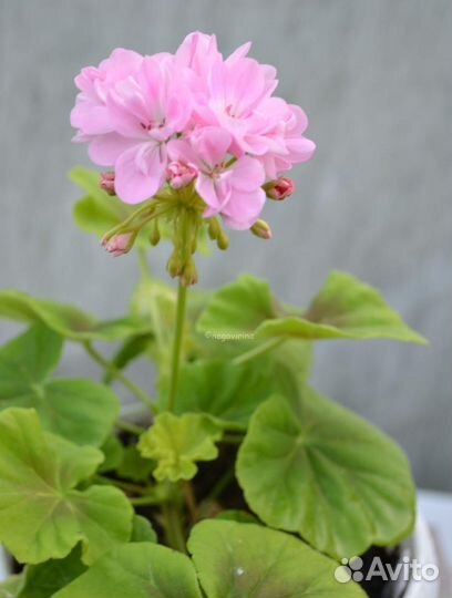 Пеларгония герань сортовая зональная королевская