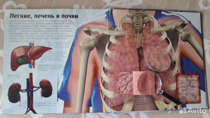 Детская энциклопедия