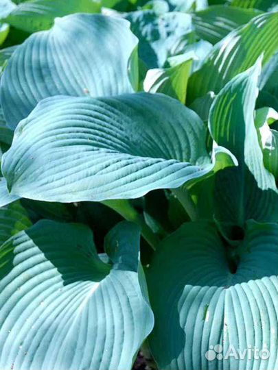Хоста Блю ангел