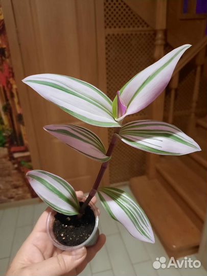 Традесканция нанук