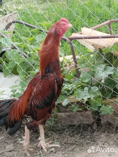 Бойцовая птица