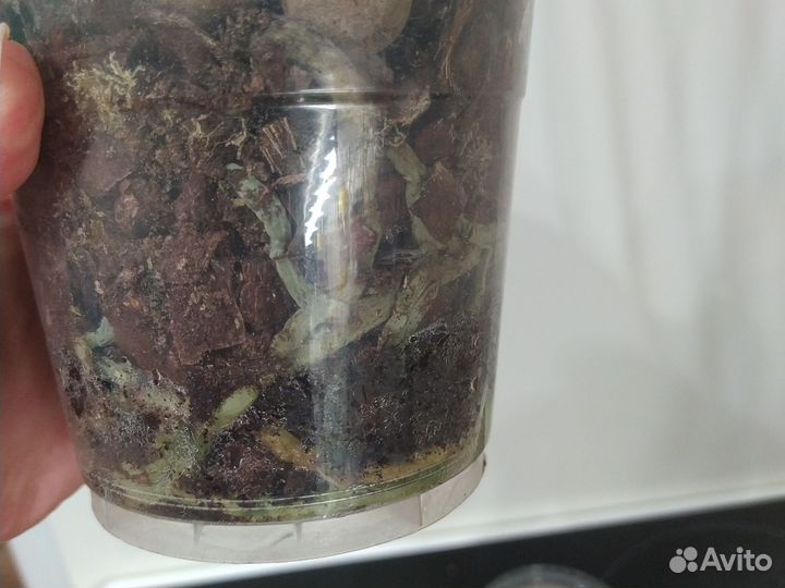 Орхидея фаленопсис