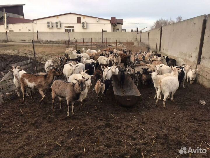 Овцы бараны