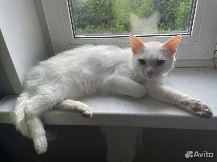 Кошка