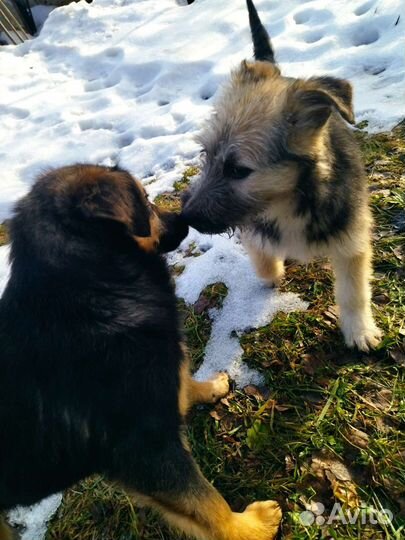 Щенок в добрые руки