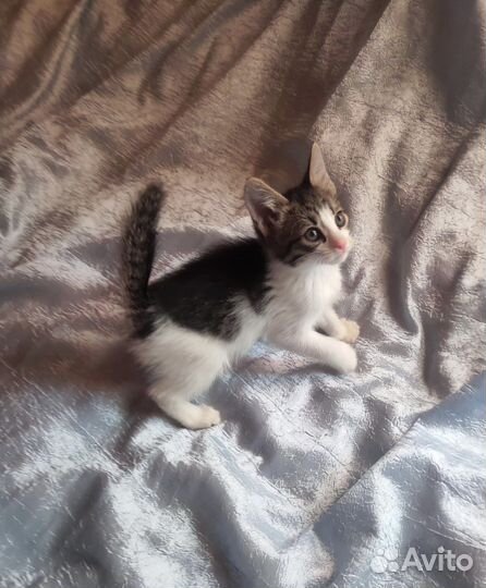 Подарите крошечке-котенку дом