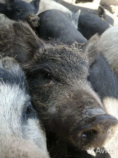 Вьетнамские свиньи, поросята