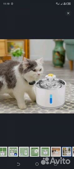 Кошка, собака