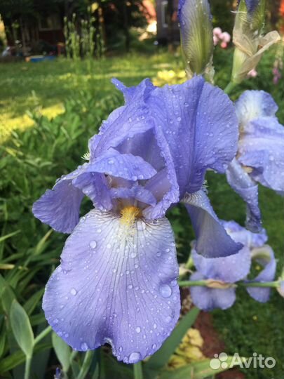 Ирисы в ассортименте