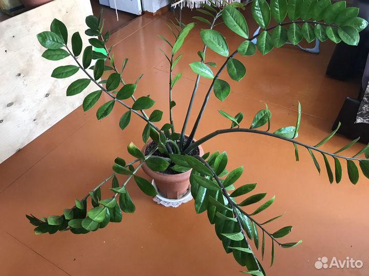 Замиокулькас