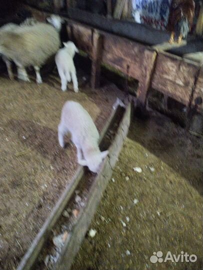 Овцы бараны ягнята