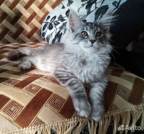 Котята мейн-кун