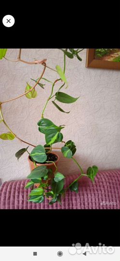 Сцендапсуус