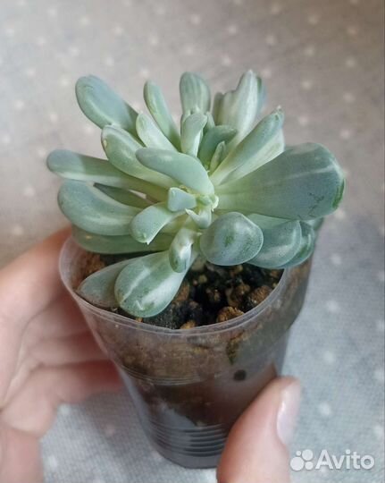 Суккуленты часть 10