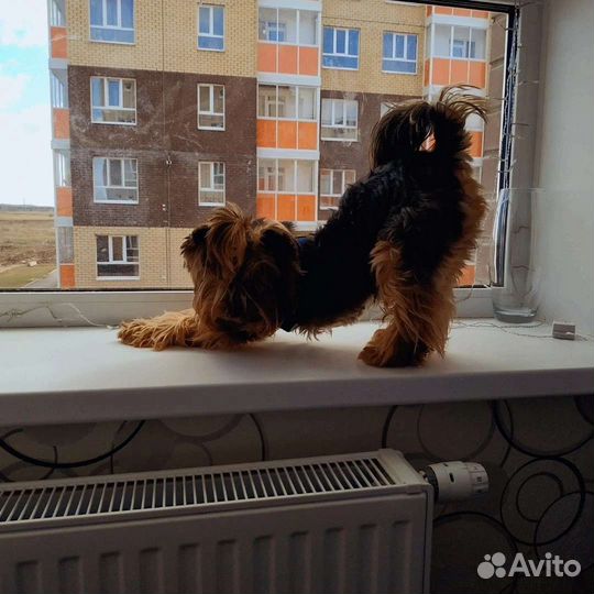 Йоркширский терьер Вязка