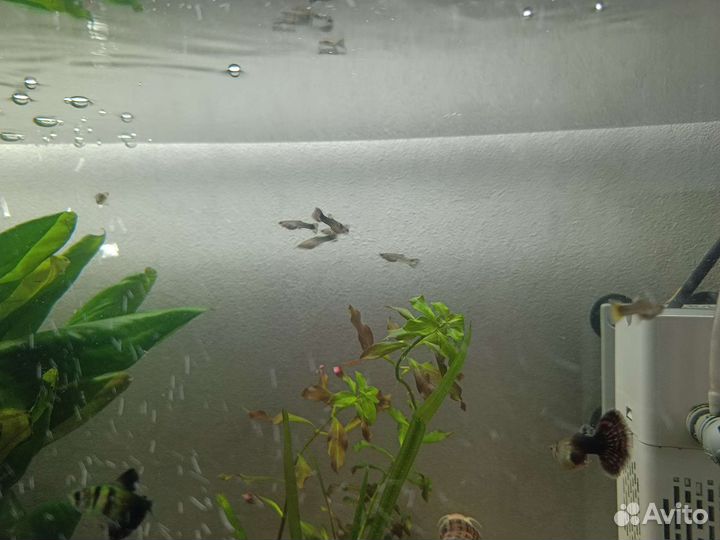 Подростки гуппи