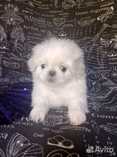 Щенок Пекинес девочка