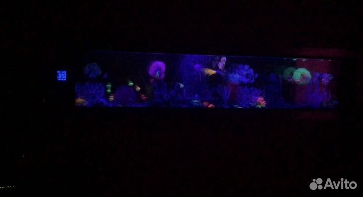 Оригинальный настенный аквариум