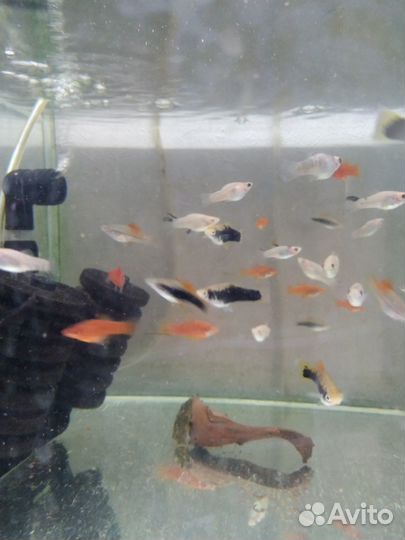 Аквариумные рыбки