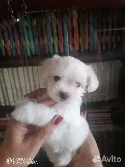 Щенки мальтезе