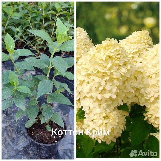 Гортензия метельчатая