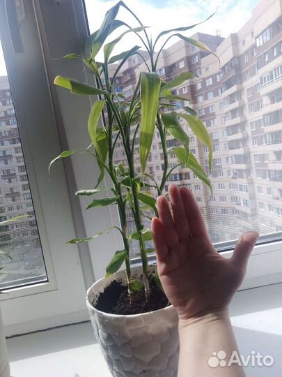 Комнатный бамбук