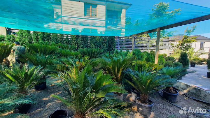 Саговая пальма