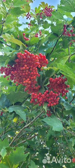 Калина ягода