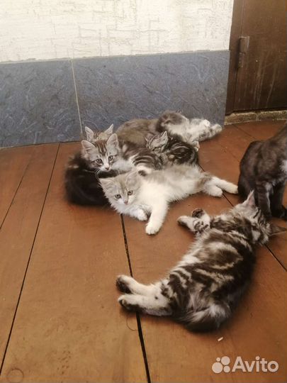 Кошки шотландцы