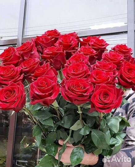 Розы гиганты 140 150 160 170 180 200