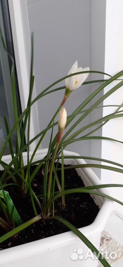 Зефирантес