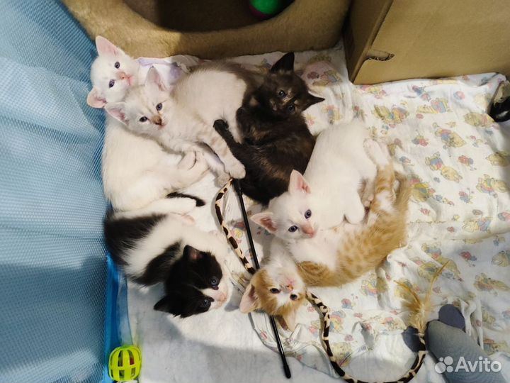 Котята в добрые руки