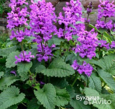 Цветы для сада