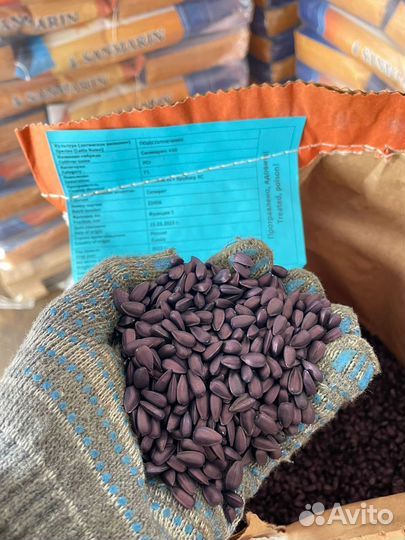 Семена подсолнечника Экспресс Евролайтинг