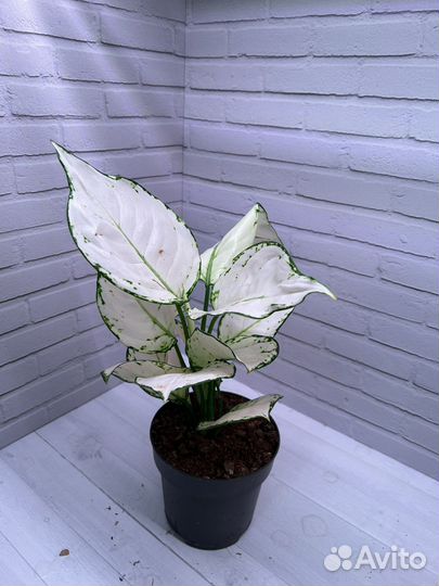 Аглаонема Вайт Джой. Комнатное растение