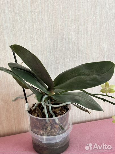 Орхидея фаленопсис