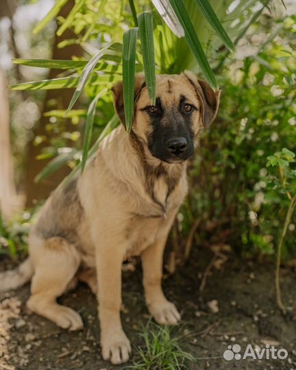 Собаки бесплатно