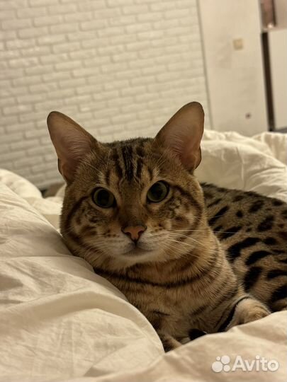 Бенгальский кот