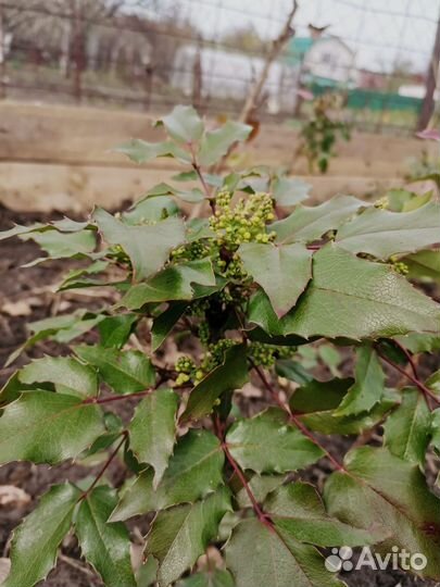 Магония падуболистная