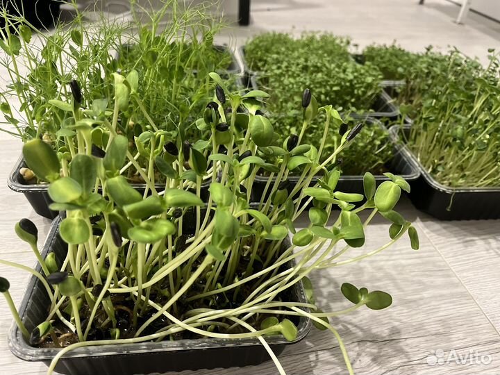 Микро зелень