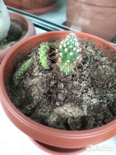 Кактусы и суккуленты