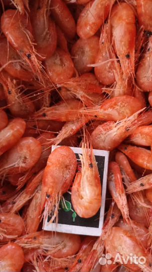 Креветка азовская