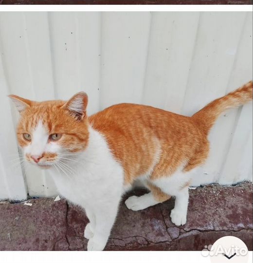 Рыжик Масяня (Масик) ищет дом