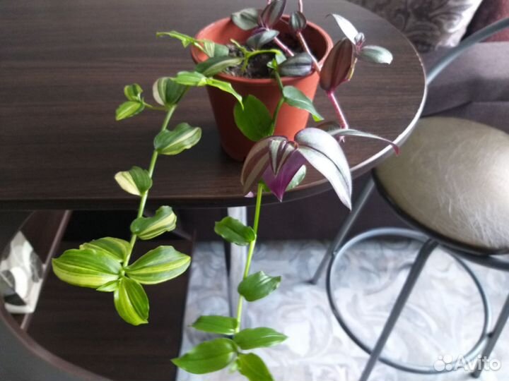 Традесканции