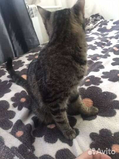 Кошка и котенок