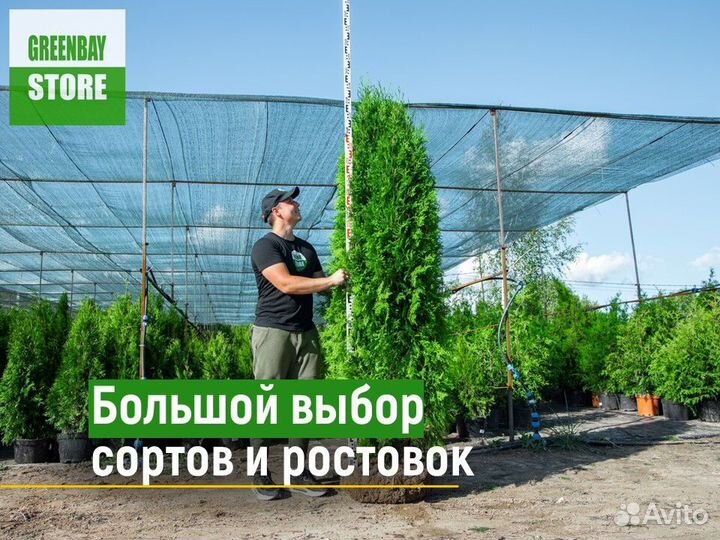 Туи колумна 140 см свежая копка 2023