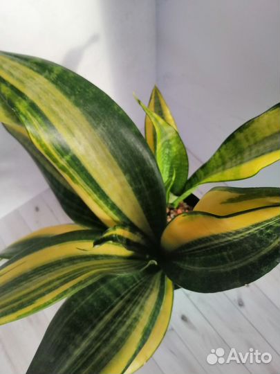 Сансевиерия Футура вариегатная