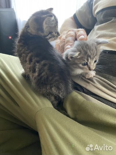 Котята дворянской породы